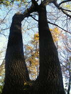 Image of Narrow-leafed Ash