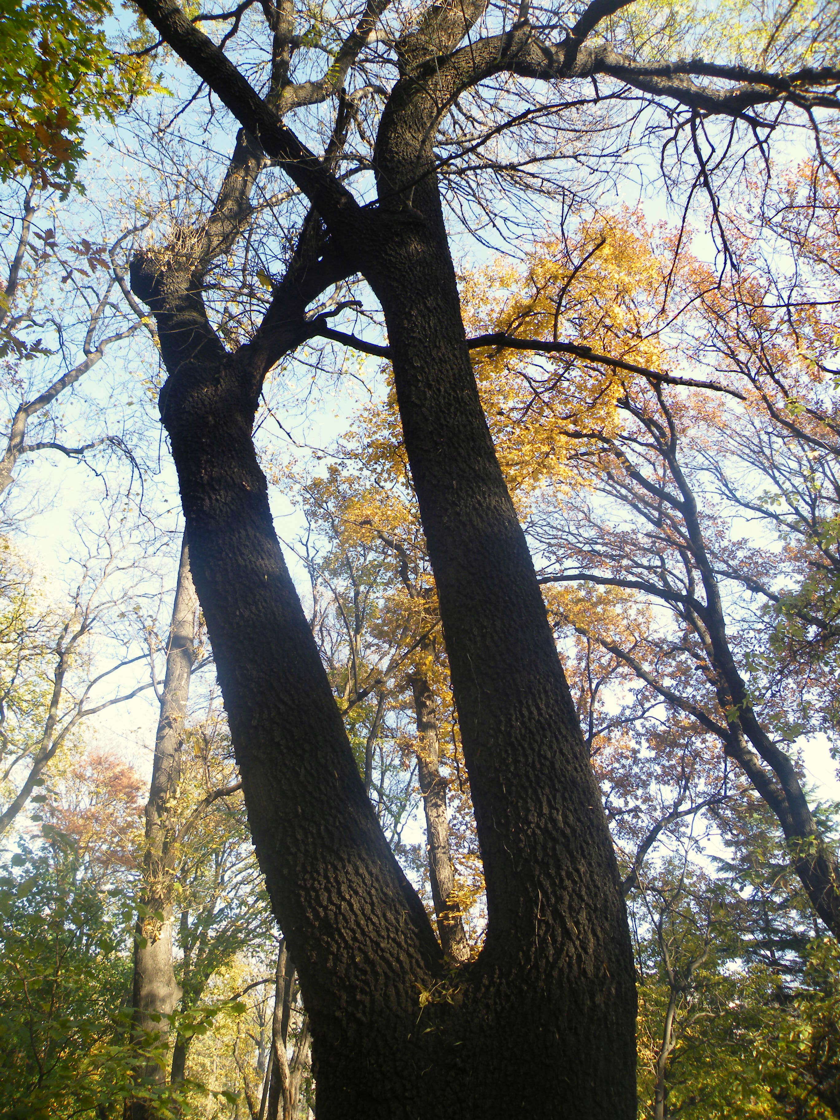 Image of Narrow-leafed Ash