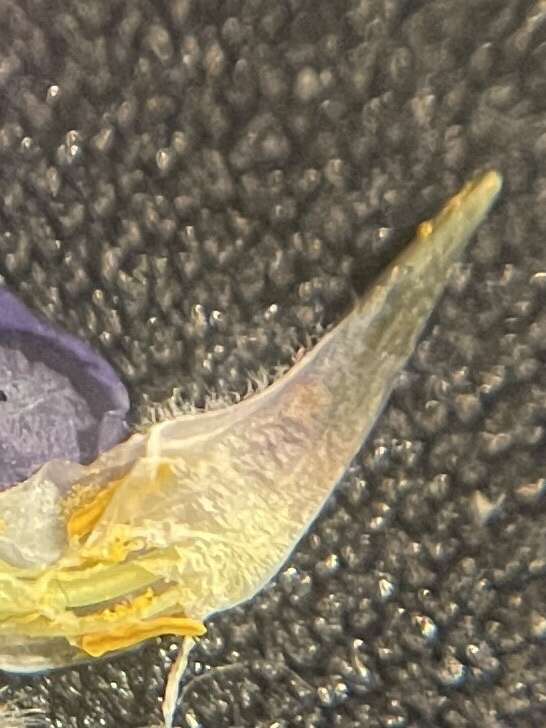 Image of fleshy lupine