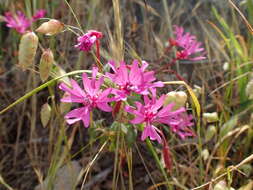 Plancia ëd Clarkia concinna subsp. raichei G. A. Allen, V. S. Ford & L. D. Gottlieb