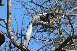 Image of Colobus guereza kikuyuensis Lönnberg 1912