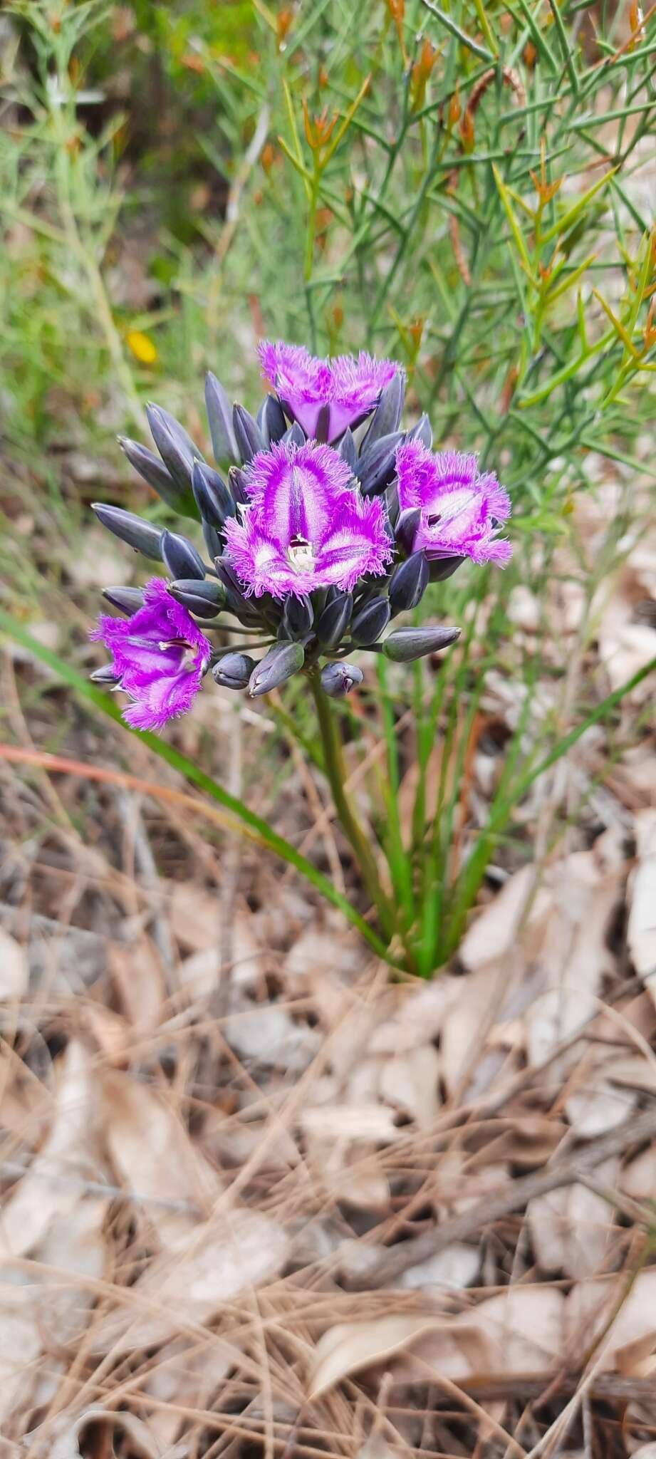 Слика од Thysanotus multiflorus R. Br.