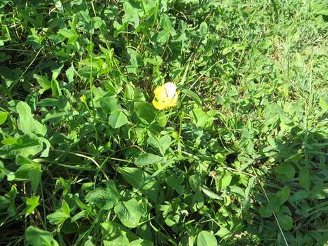 Image of Multi-flowered Buttercup