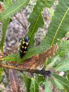 Imagem de Cyrioides australis (Boisduval 1835)