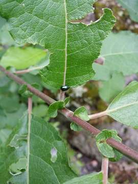 Image of willow leaf beetle