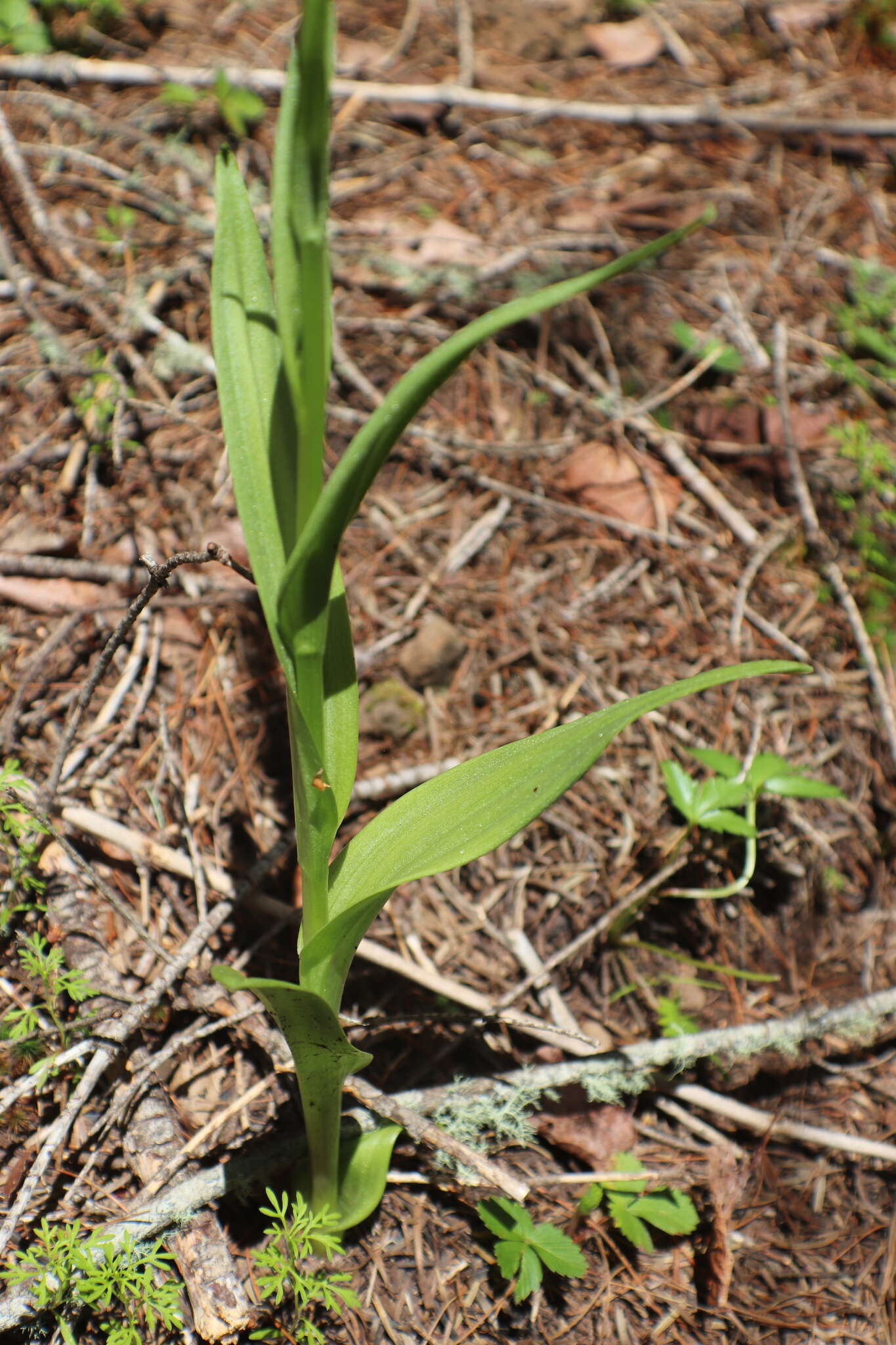 Image of Thurber's Bog Orchid