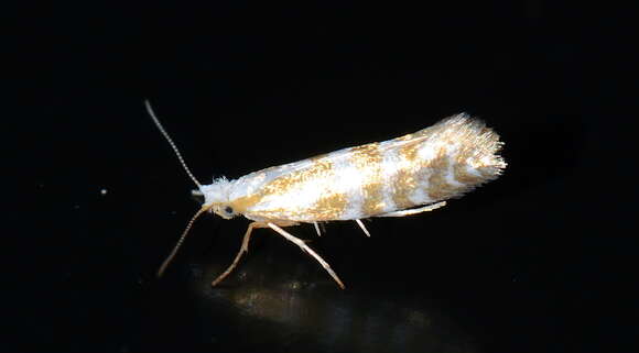 Image de Argyresthia aureoargentella Brower 1953