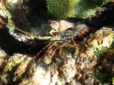 Image of Guinea Chick Lobster