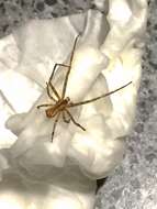 Слика од Sidymella longipes (L. Koch 1874)