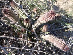 Image de Ceropegia barklyana Bruyns