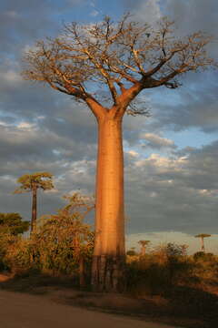 Image of Grandidier’s baobab