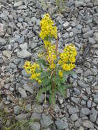 Image de Solidago virgaurea subsp. lapponica (With.) N. N. Tzvel.