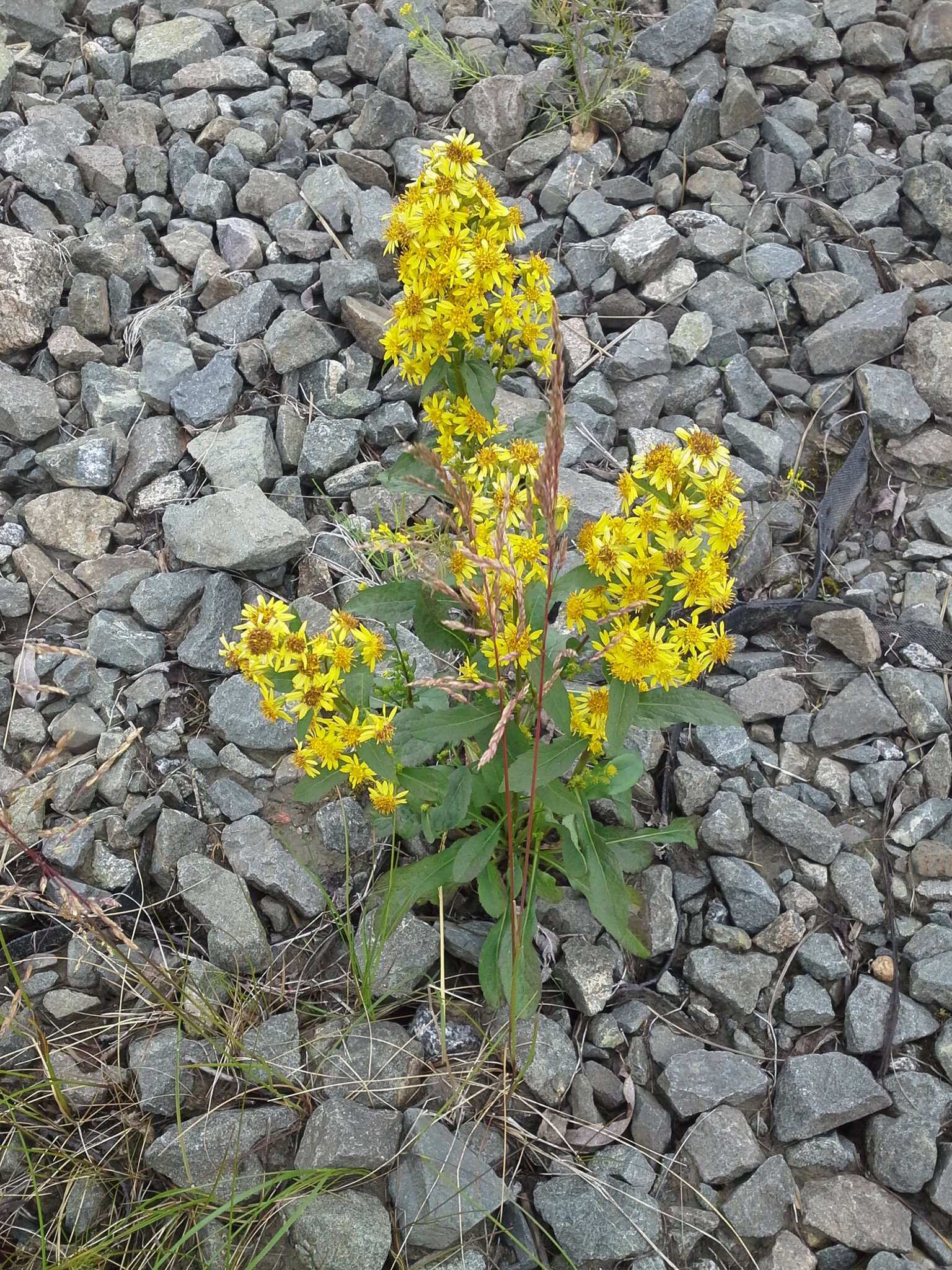 Plancia ëd Solidago virgaurea subsp. lapponica (With.) N. N. Tzvel.