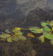 Image of Orange Bluet