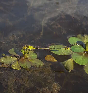 Image of Orange Bluet