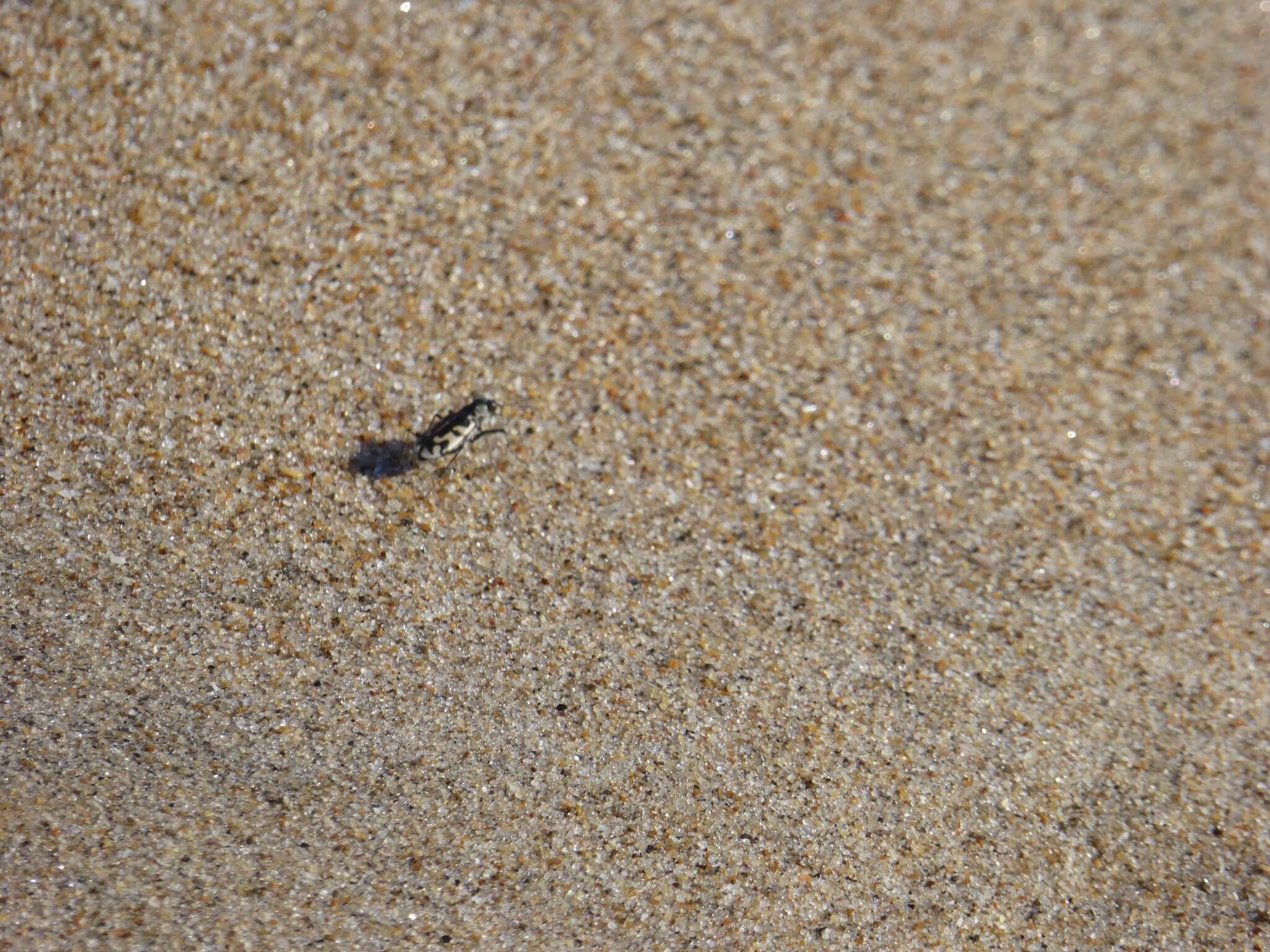 Image of Cicindela (Cicindela) latesignata Le Conte 1851