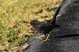 Imagem de Turdus nigrescens Cabanis 1861