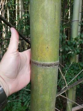 Image of Japanese timber bamboo