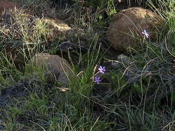 Image of Moraea crispa Thunb.