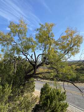 Image of honey mesquite