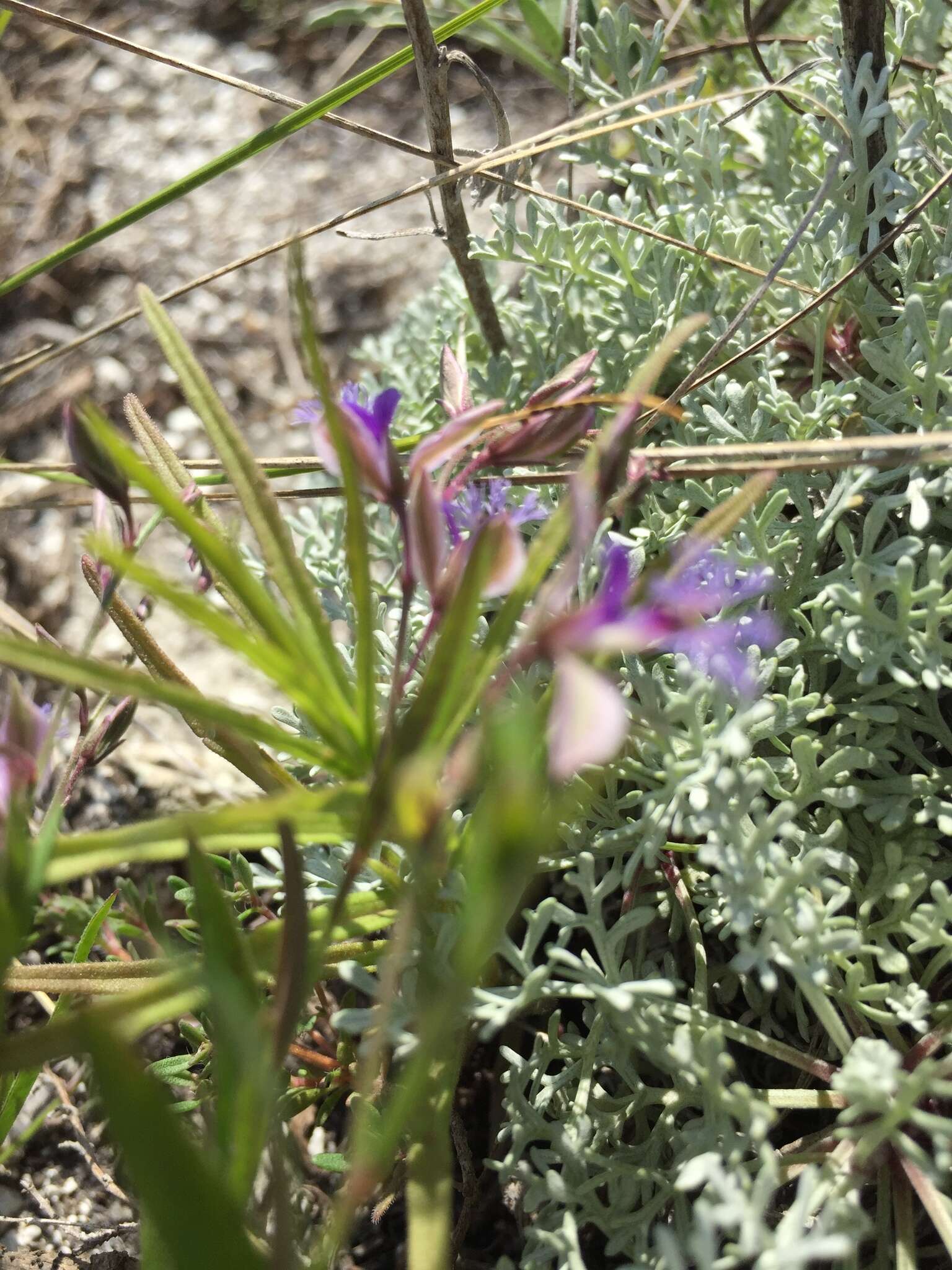 Image de Polygala sibirica L.