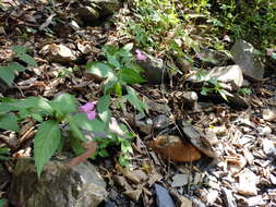 Image of Impatiens macrovexilla Y. L. Chen