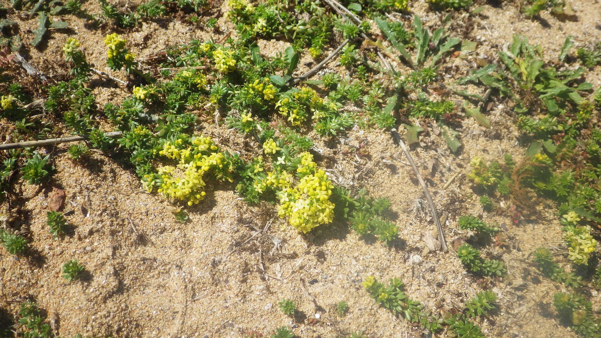 Image of Galium neglectum Le Gall ex Gren.