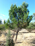 Image of Mallee Pine