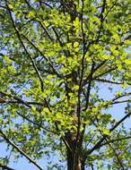 Image of Alnus glutinosa subsp. barbata (C. A. Mey.) Yalt.