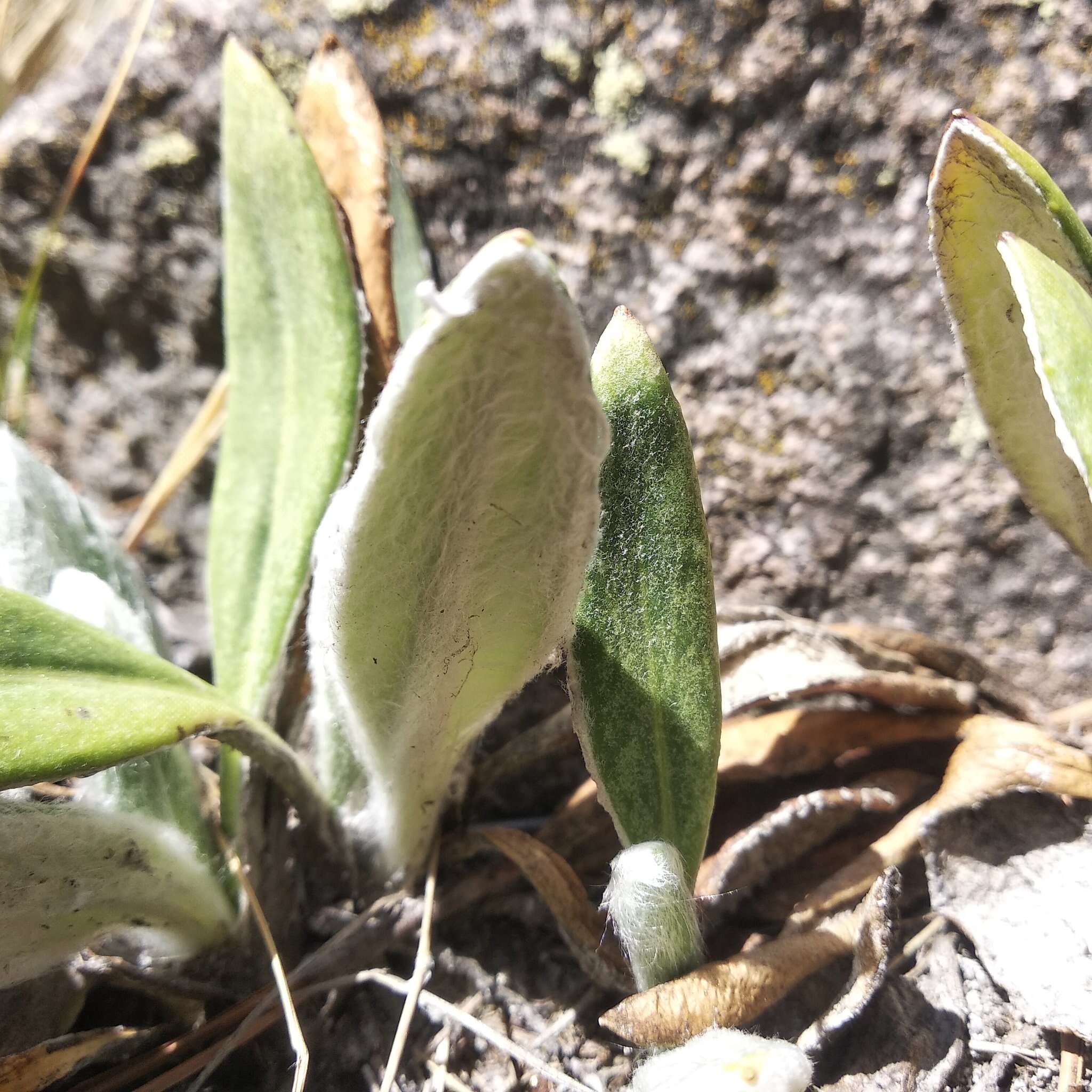 Robinsonecio gerberifolius (Sch. Bip.) T. M. Barkley & J. P. Janovec resmi