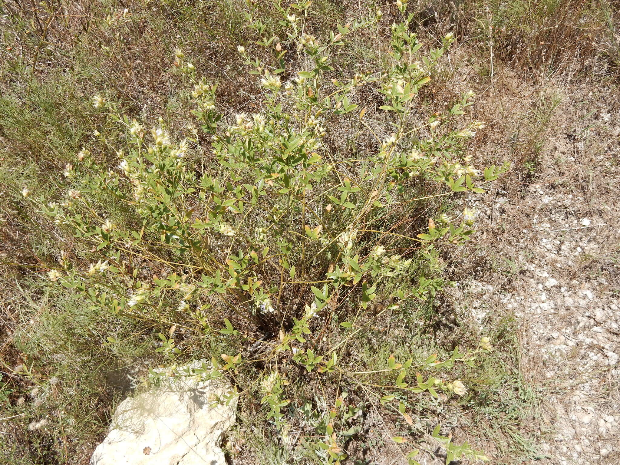 Image of <i>Pediomelum reverchonii</i>