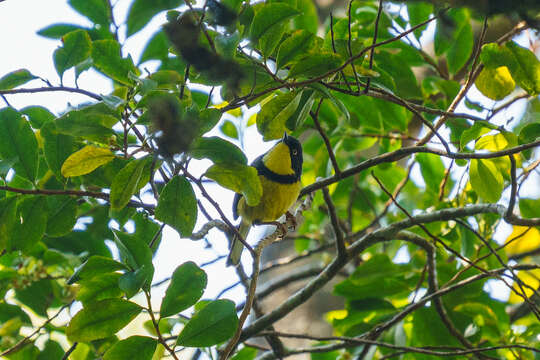 صورة Apalis flavigularis Shelley 1893