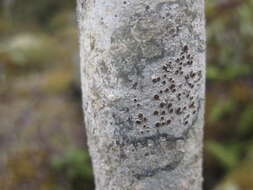 Image of rim lichen