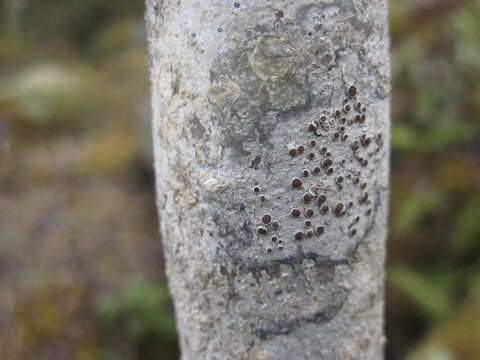 Image of rim lichen