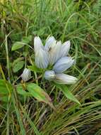 Image of gentian