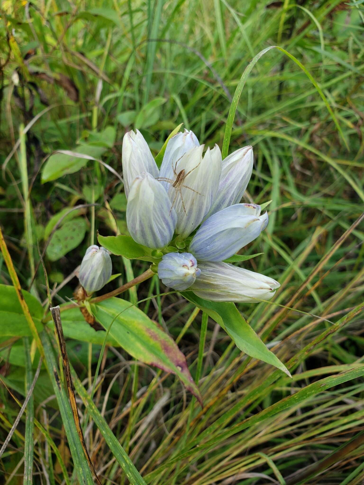 Image of gentian