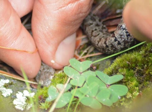 Image of Cross-banded Mountain Rattlesnake