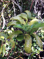 Image of Ripogonum scandens J. R. Forst. & G. Forst.