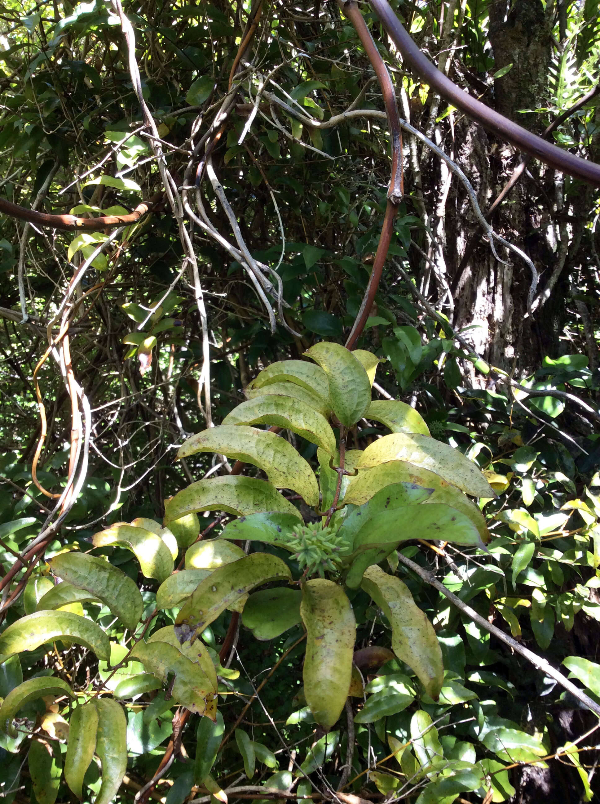 Image of Ripogonum scandens J. R. Forst. & G. Forst.