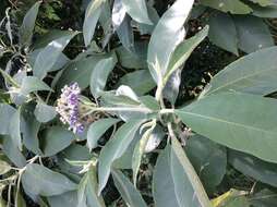 Image of earleaf nightshade