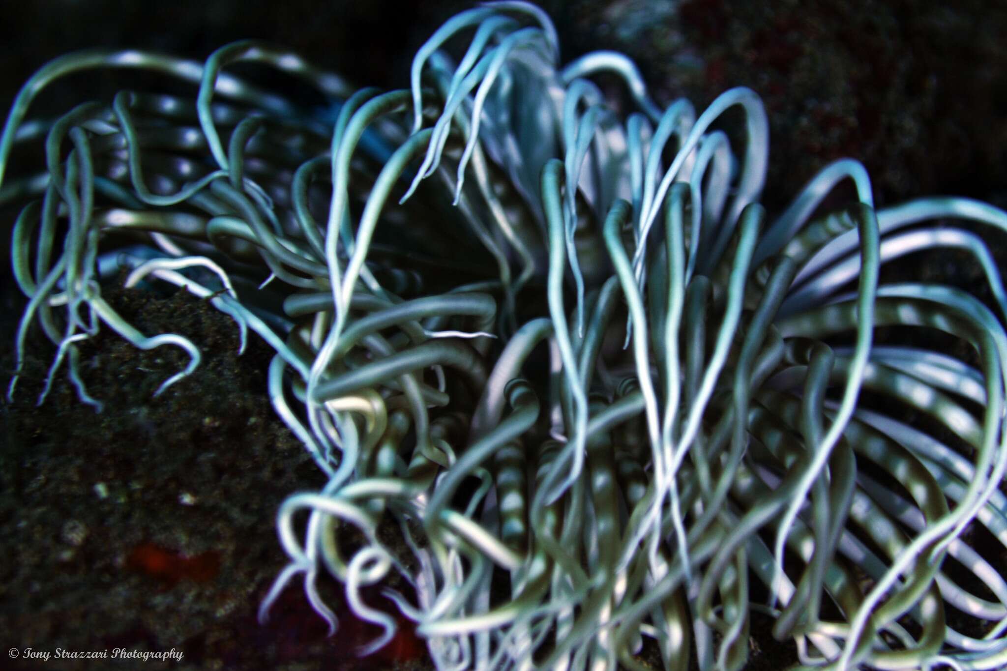 Image of Brown ring sand anemone