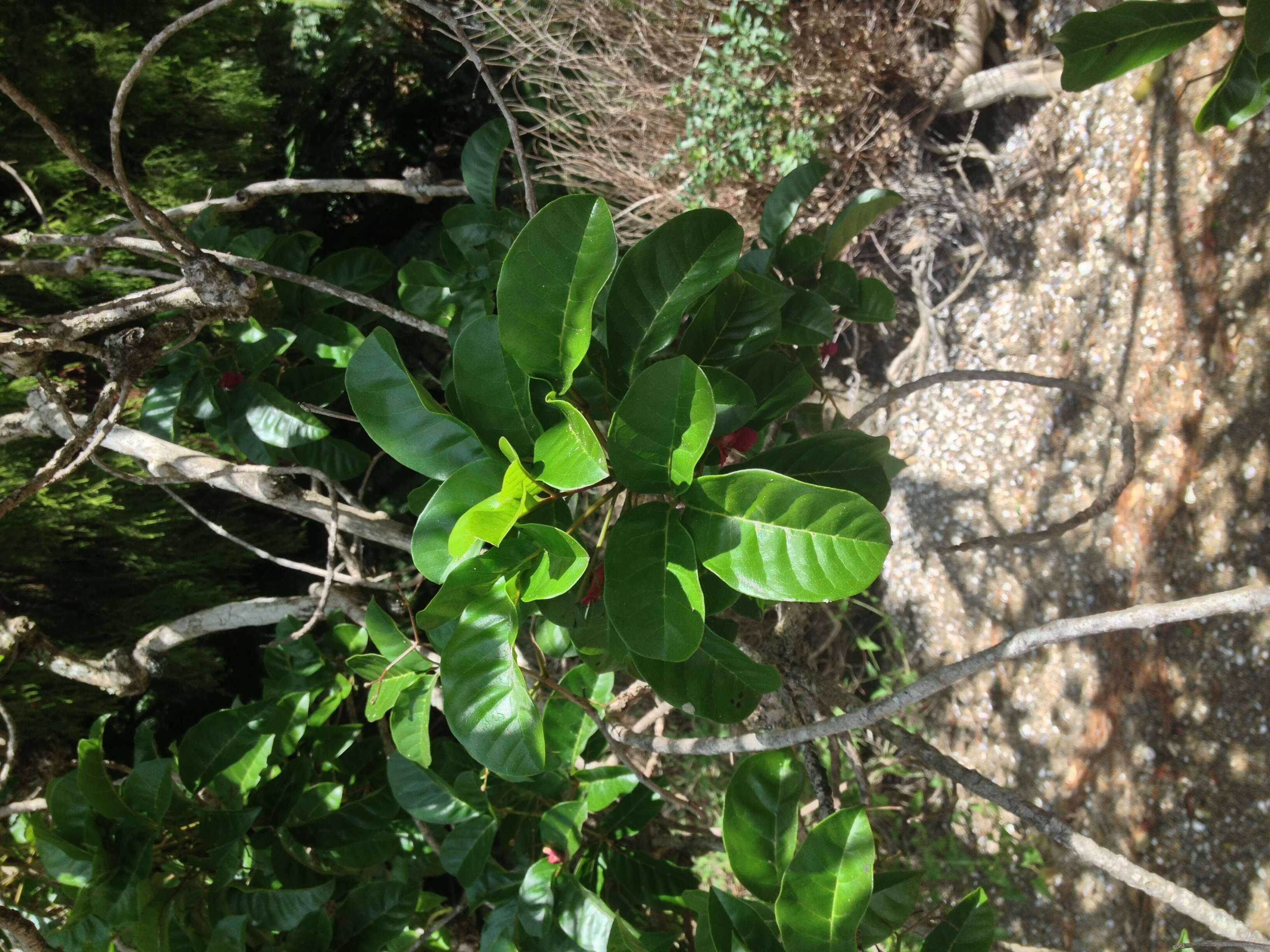 Image of Vitex lucens Kirk