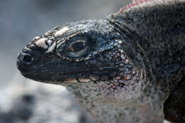 Image of Andros Island Iguana