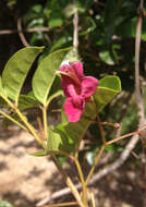 Image of Vitex lucens Kirk