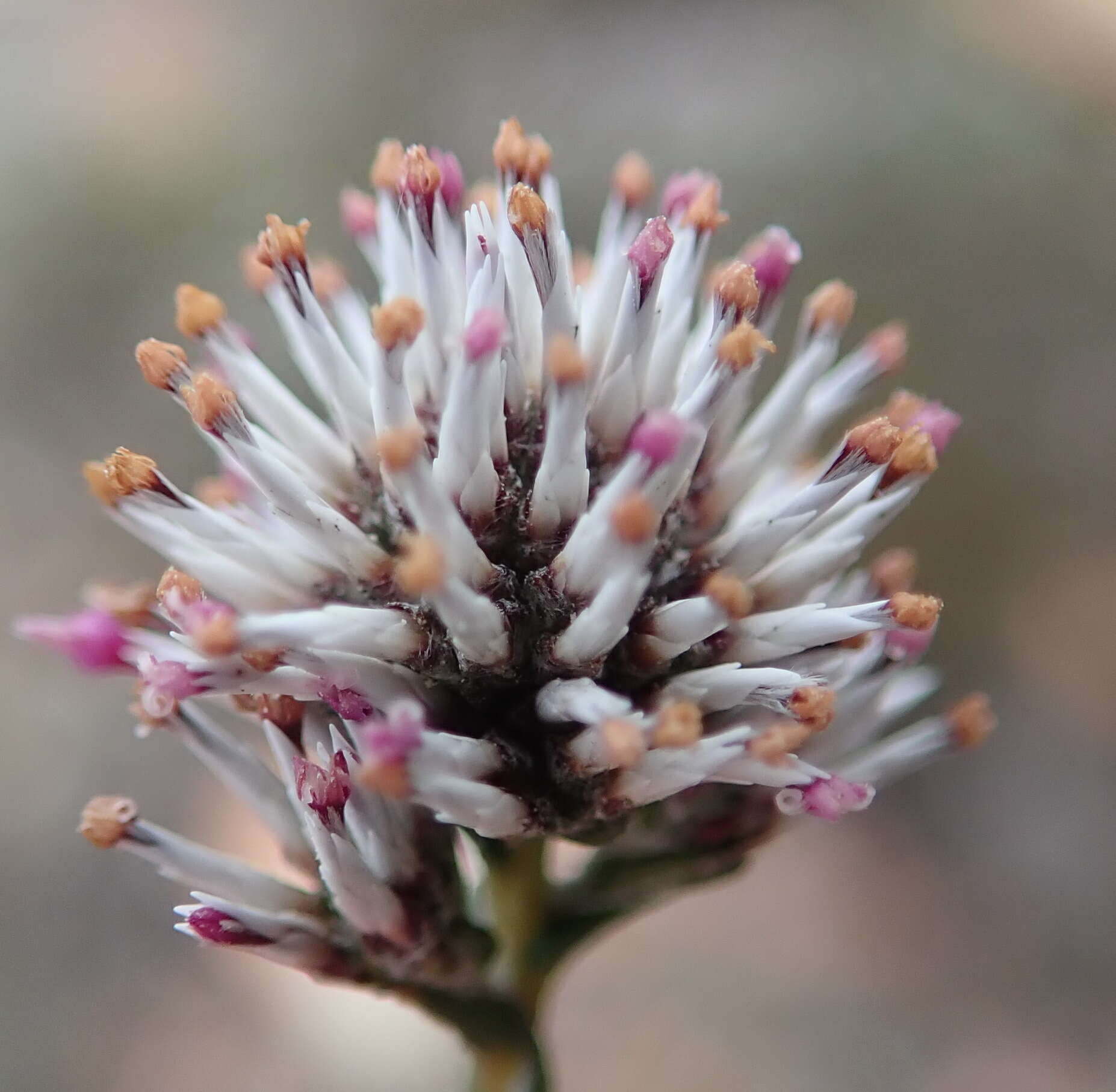 Image of Stoebe microphylla DC.