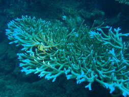 Imagem de Acropora valenciennesi (Milne Edwards 1860)