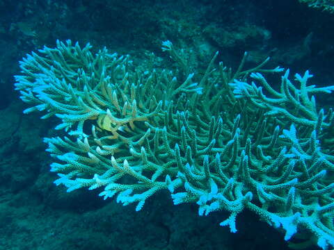 Image of Giant spiky table coral