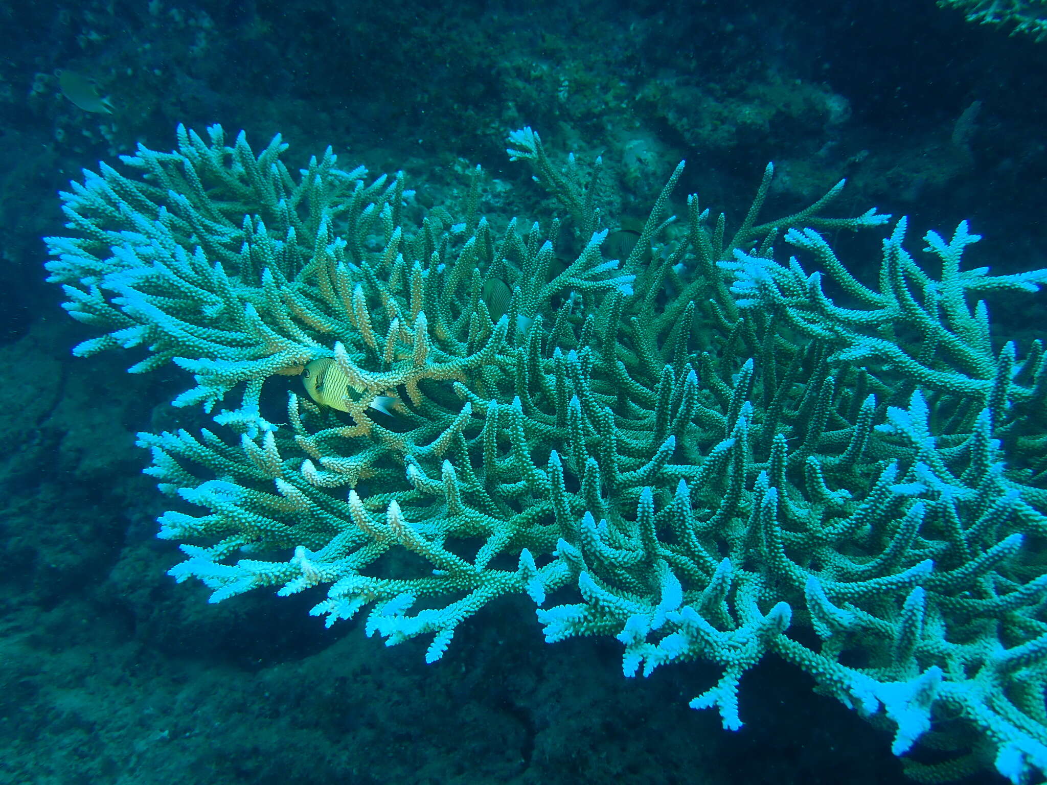 Sivun Acropora valenciennesi (Milne Edwards 1860) kuva