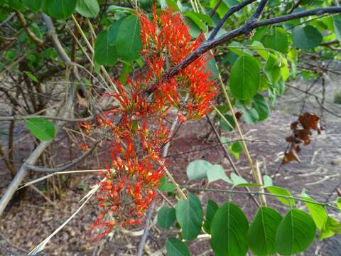 Image of fire vine