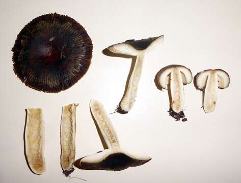 Image of Russula acrolamellata McNabb 1973